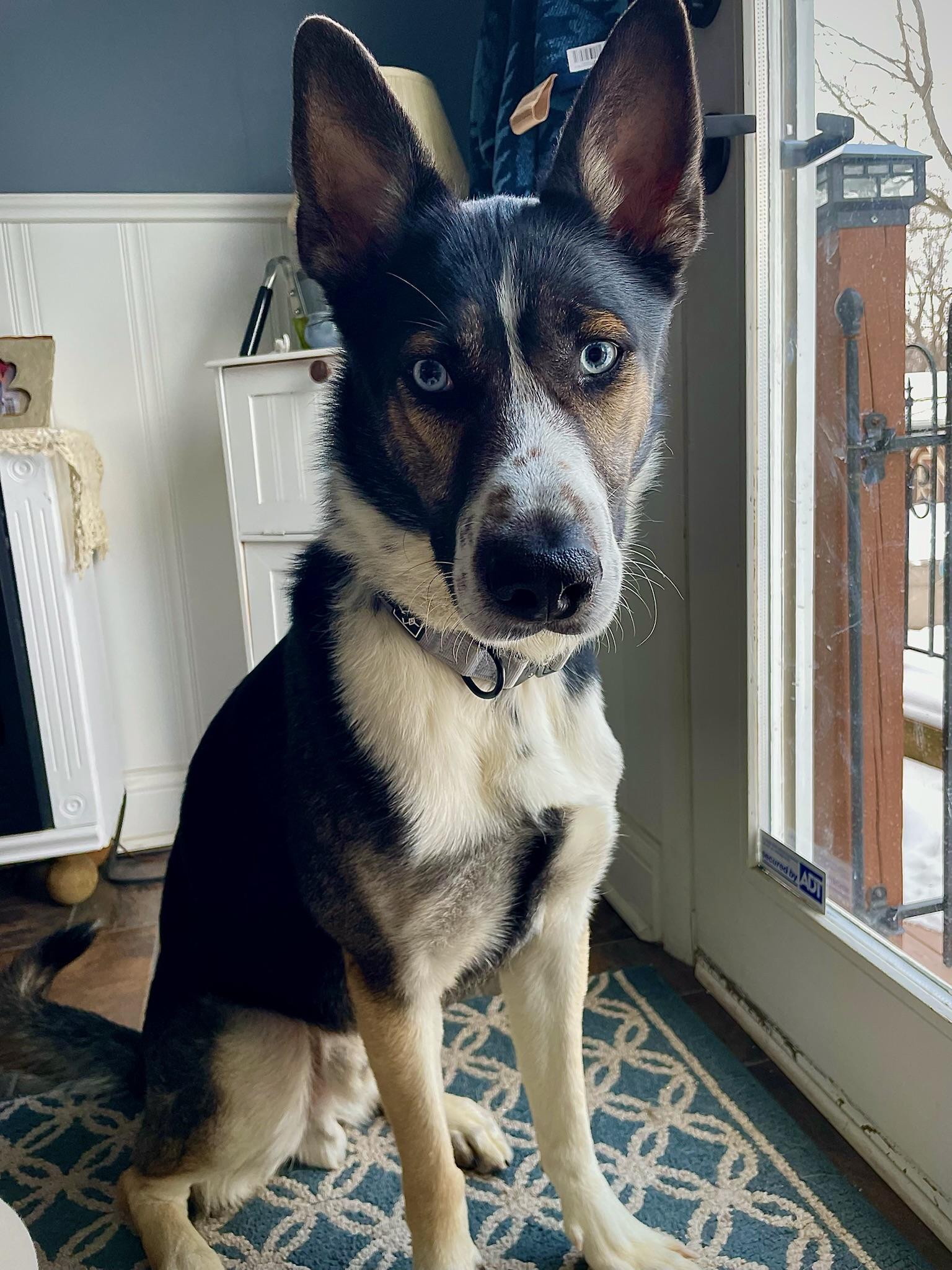 Enlarge Blue, a Adoptable mixed breed in Green Bay , WI image 4/6