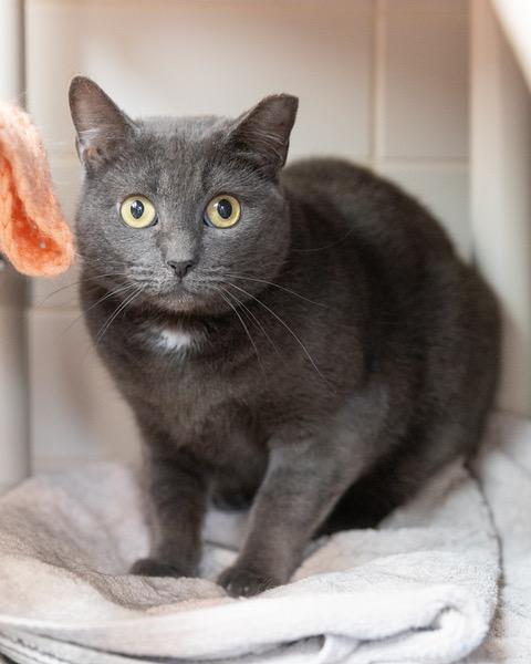 ICED MACCHIATO, Adoptable, Adult Female Domestic Short Hair.