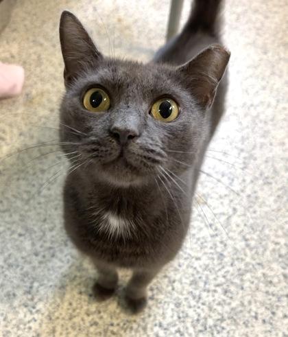 ICED MACCHIATO, Adoptable, Adult Female Domestic Short Hair.