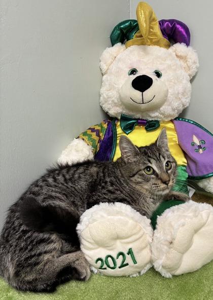 $00 Bramble, Adoptable, Kitten Male Domestic Short Hair & Domestic Short Hair.