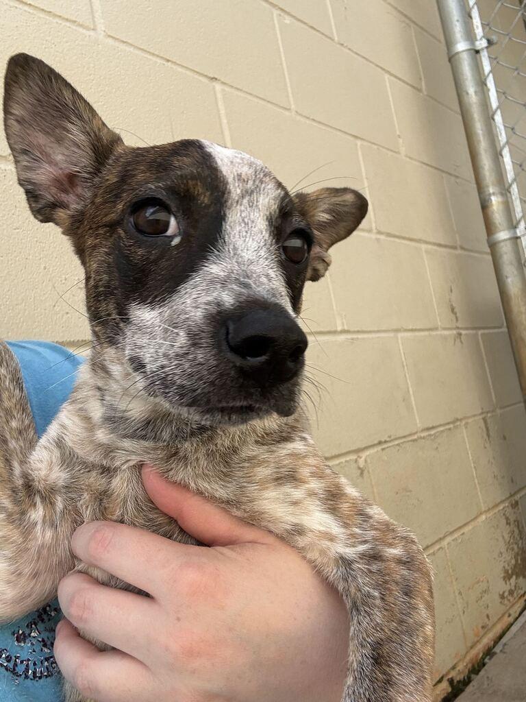 Enlarge CINDER, a Adoptable mixed breed in Athens, AL image 1/5