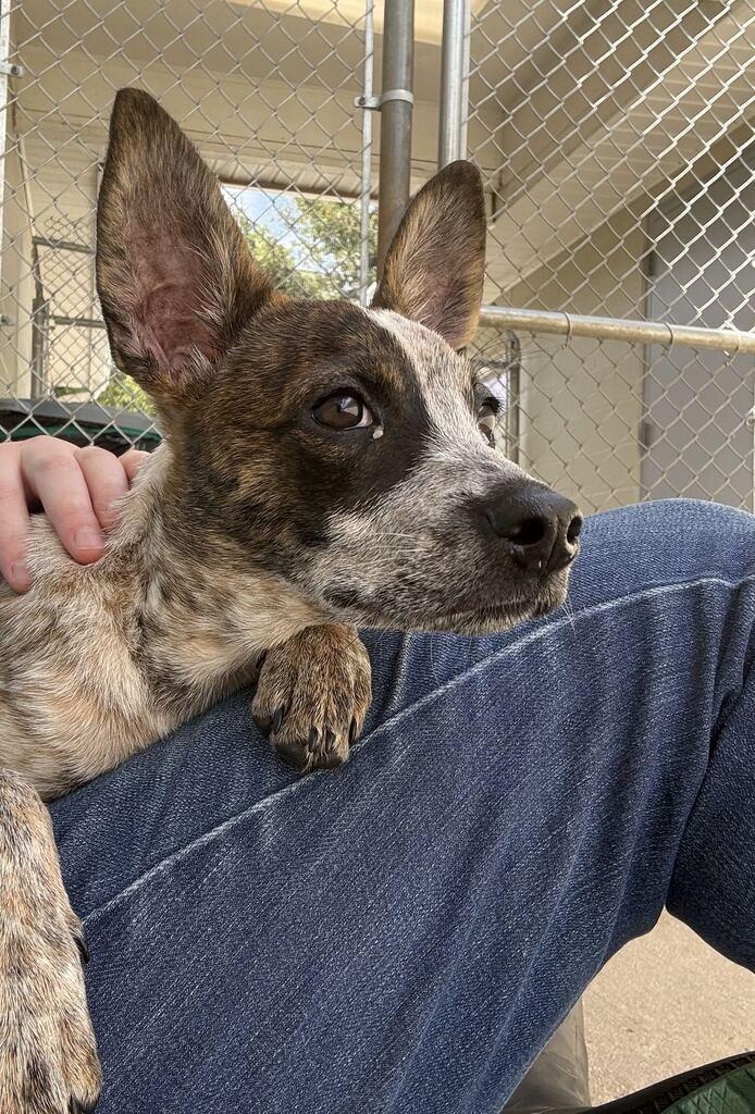 Enlarge CINDER, a Adoptable mixed breed in Athens, AL image 2/5