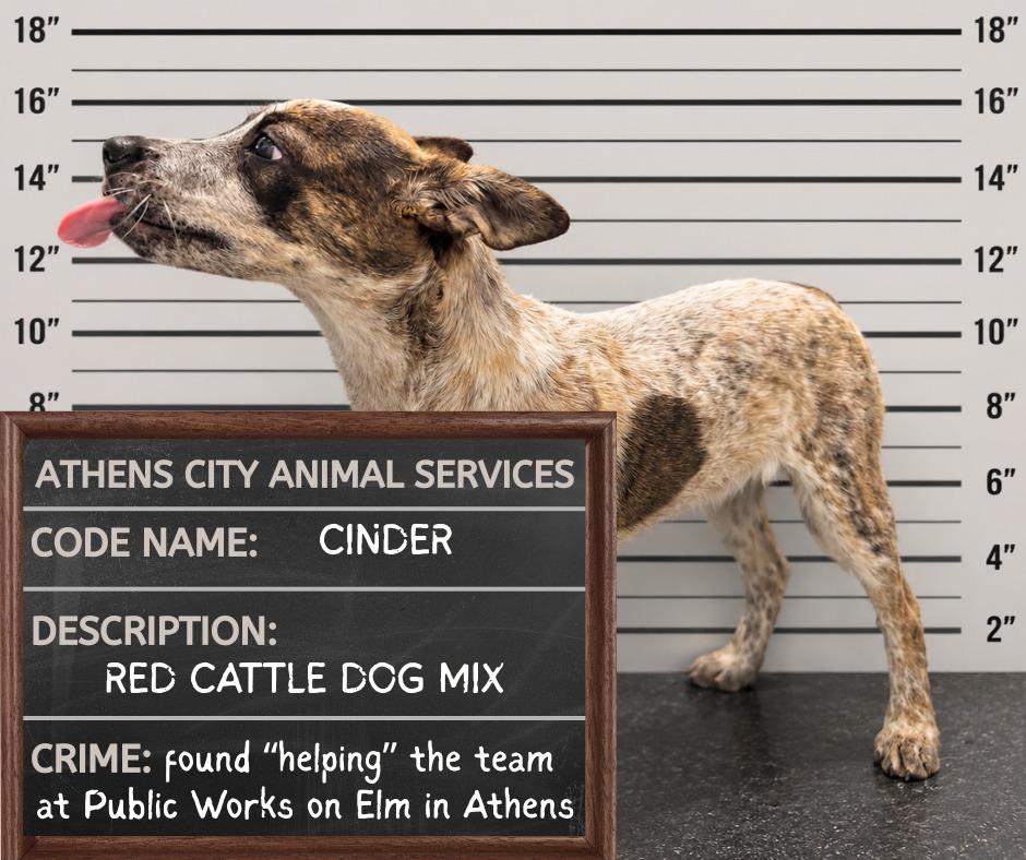 Enlarge CINDER, a Adoptable mixed breed in Athens, AL image 3/5