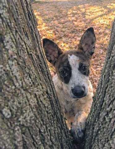 Enlarge CINDER, a Adoptable mixed breed in Athens, AL image 4/5