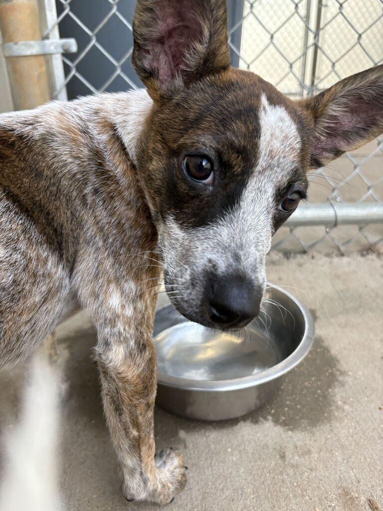 Enlarge CINDER, a Adoptable mixed breed in Athens, AL image 5/5