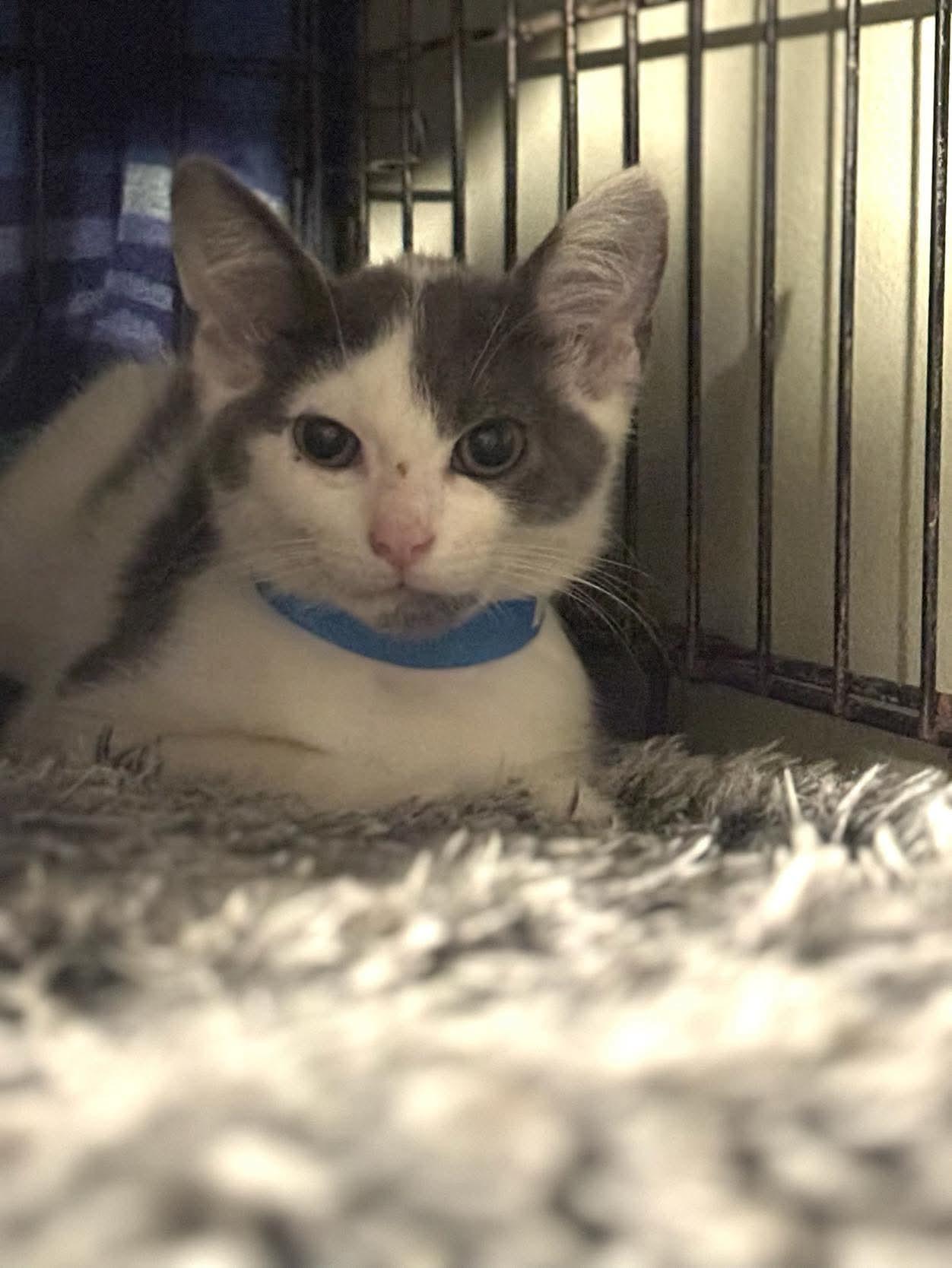 Jerry Lee Lewis thumbnail 2