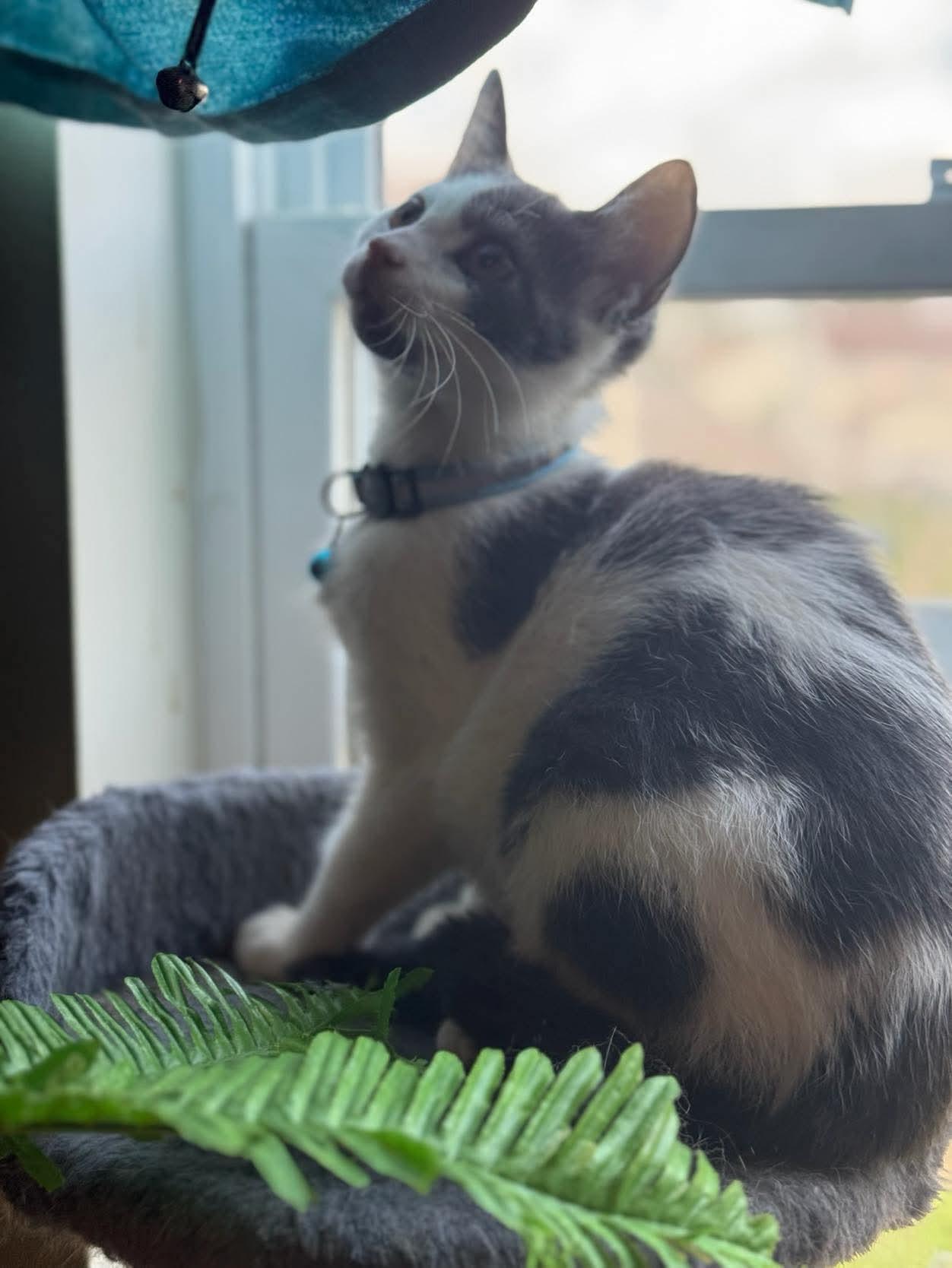 Jerry Lee Lewis thumbnail 3