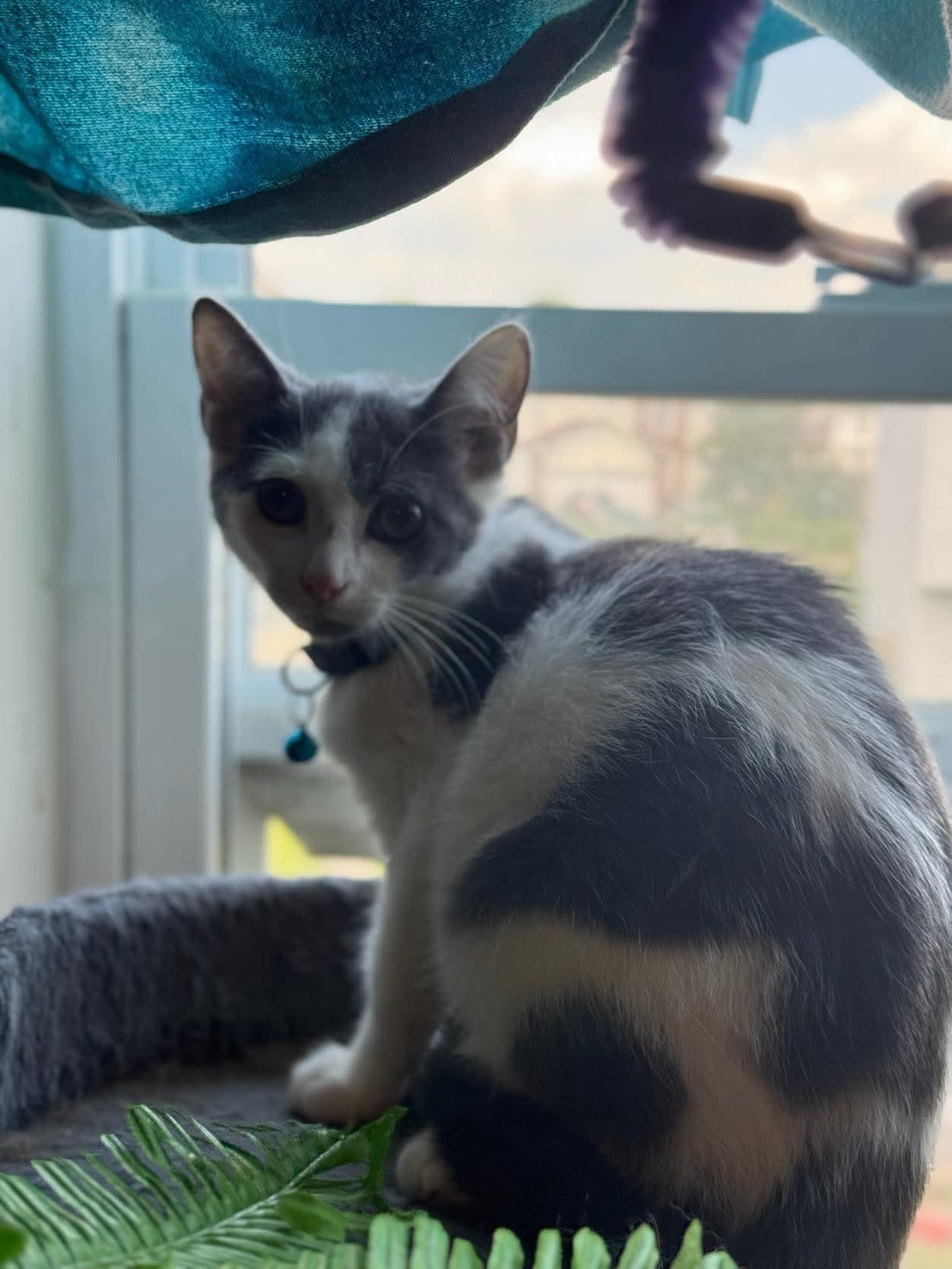 Jerry Lee Lewis thumbnail 4