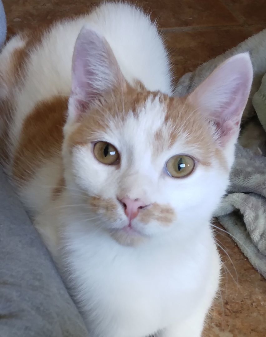 Monroe, a Adoptable Domestic Short Hair in Colfax, IA image 3/4