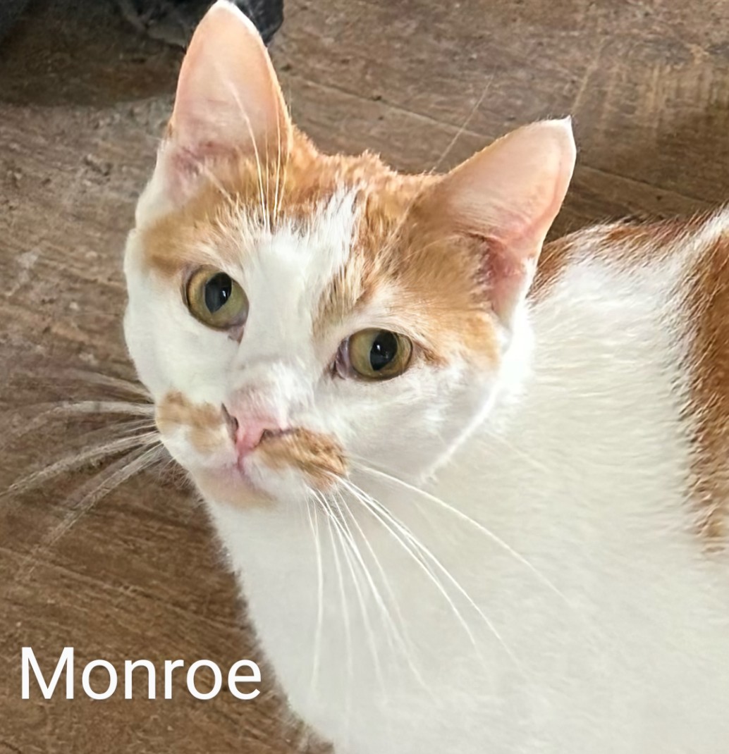 Monroe, a Adoptable Domestic Short Hair in Colfax, IA image 1/4