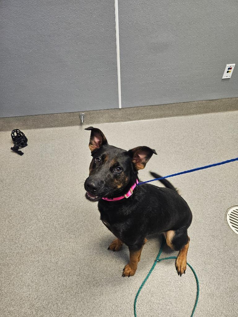 Kehlani, Adoptable, Young Female Shepherd.