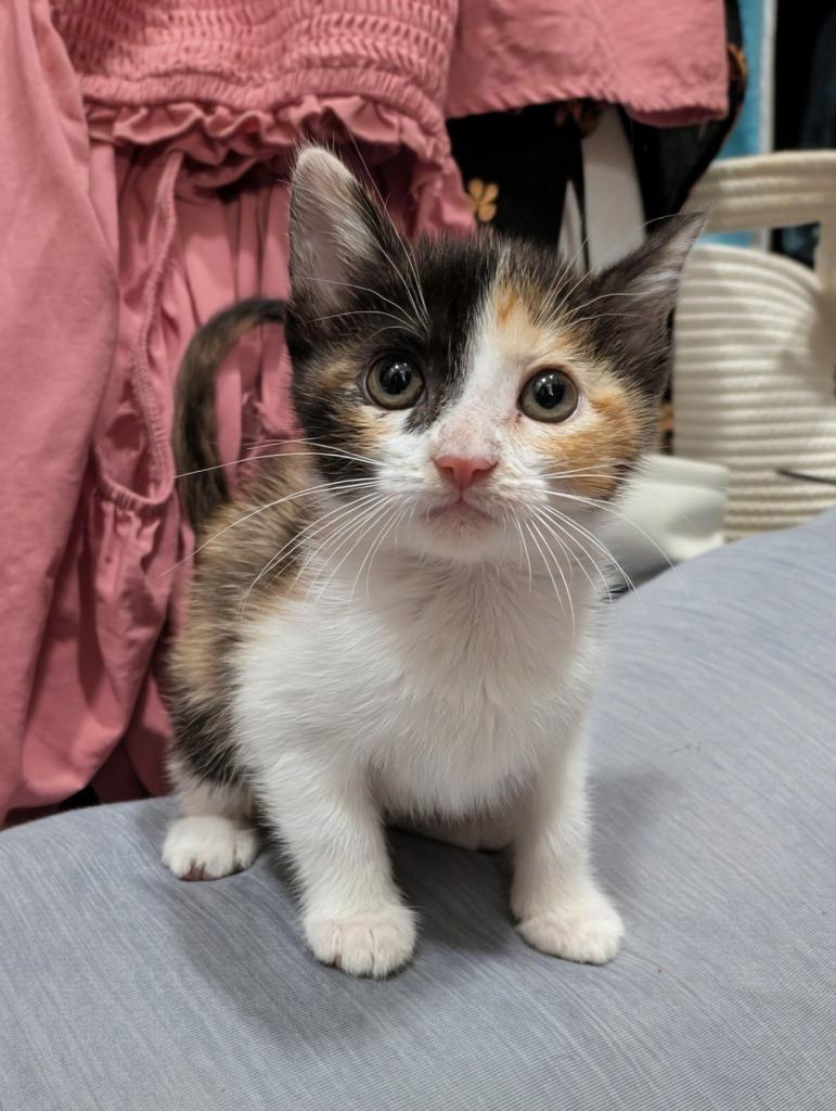 Reeses Pieces, Adoptable, Kitten Female Calico.
