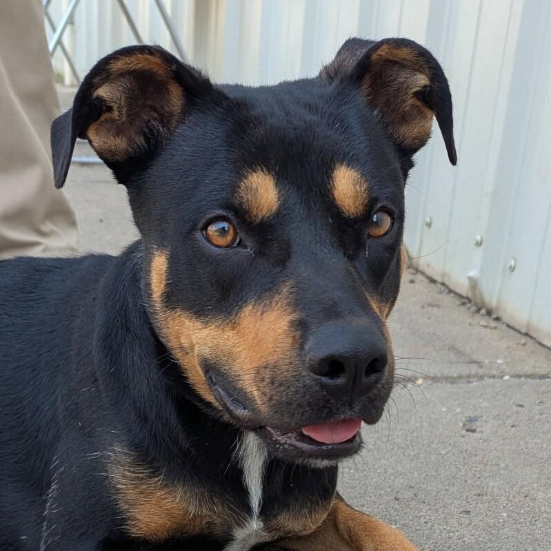 Penelope, a Adoptable Mixed Breed in Yankton, SD image 1/6