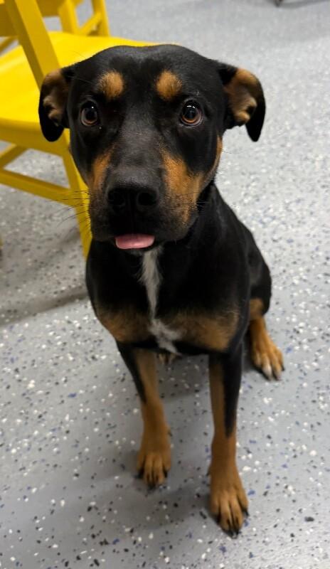 Penelope, a Adoptable Mixed Breed in Yankton, SD image 2/6