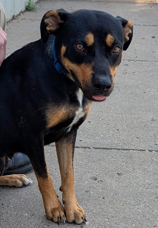 Penelope, a Adoptable Mixed Breed in Yankton, SD image 3/6