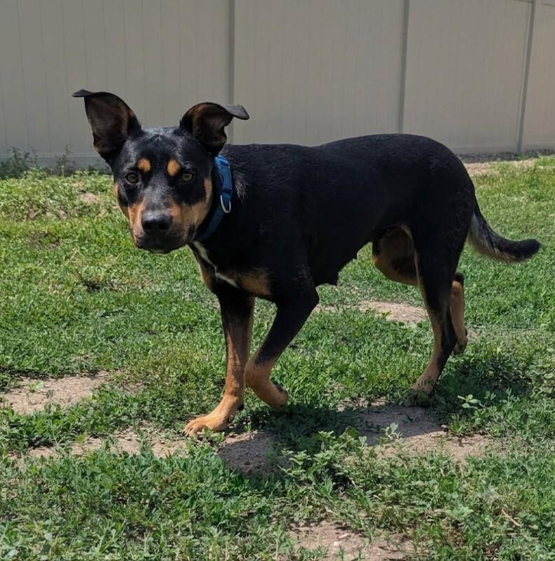 Penelope, a Adoptable Mixed Breed in Yankton, SD image 4/6