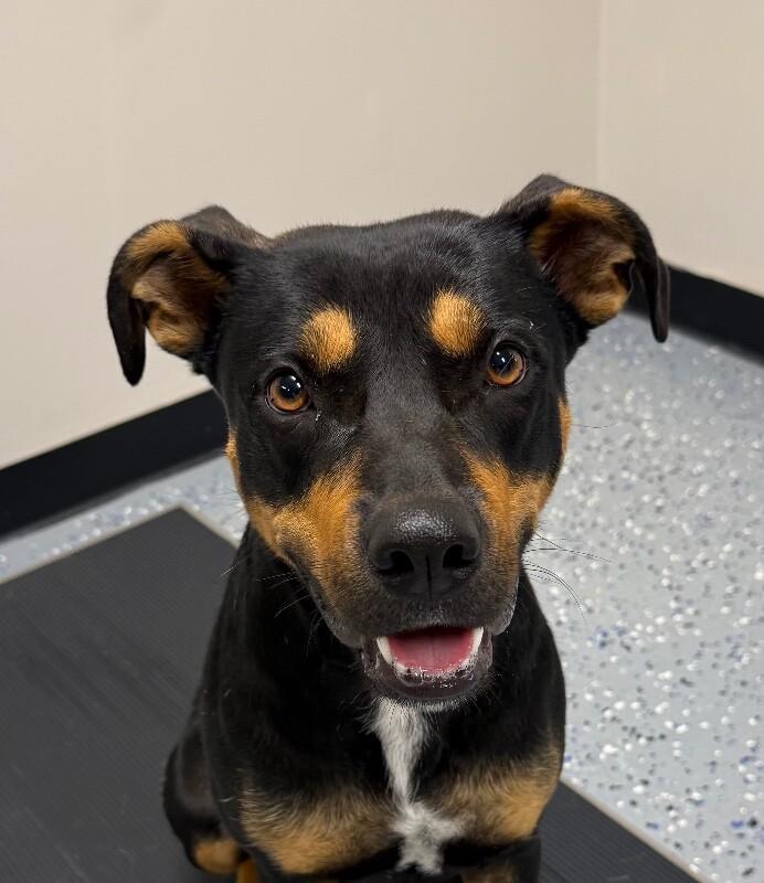 Penelope, a Adoptable Mixed Breed in Yankton, SD image 5/6