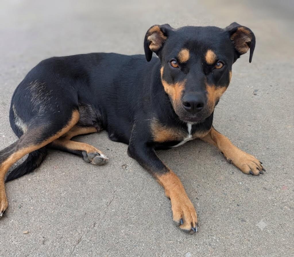 Penelope, a Adoptable Mixed Breed in Yankton, SD image 6/6