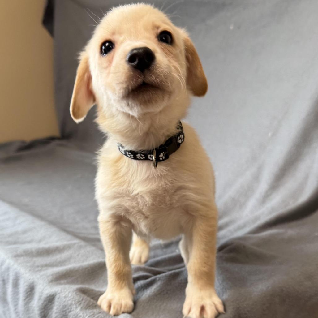 Enlarge D26-008, a Adoptable mixed breed in Elbow Lake, MN image 1/1