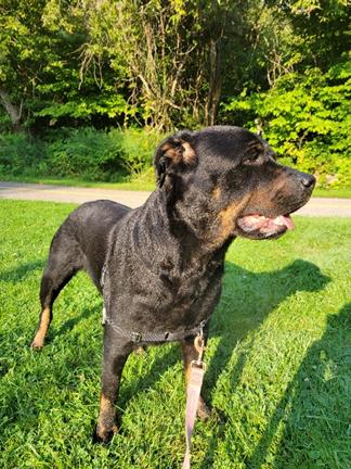 Phoebe, ADOPTABLE, Adult Female Rottweiler.