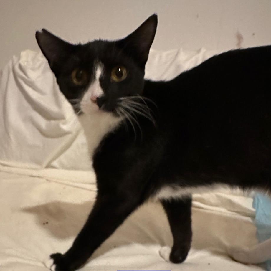 Enlarge Janet, a Adoptable Domestic Short Hair in Boulder, CO image 1/1