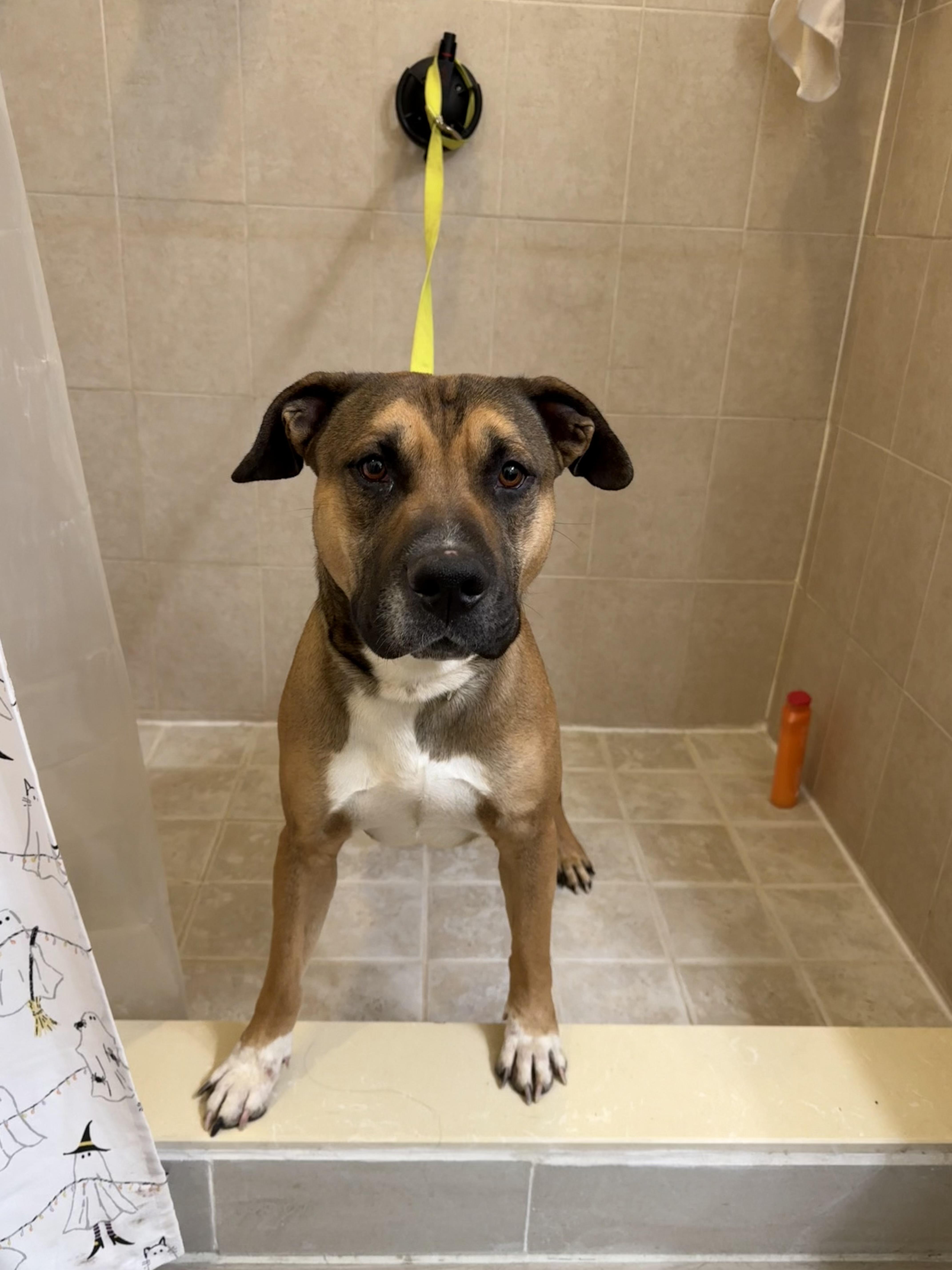 Enlarge Spain, a Adoptable Mixed Breed in Putnam, CT image 4/5