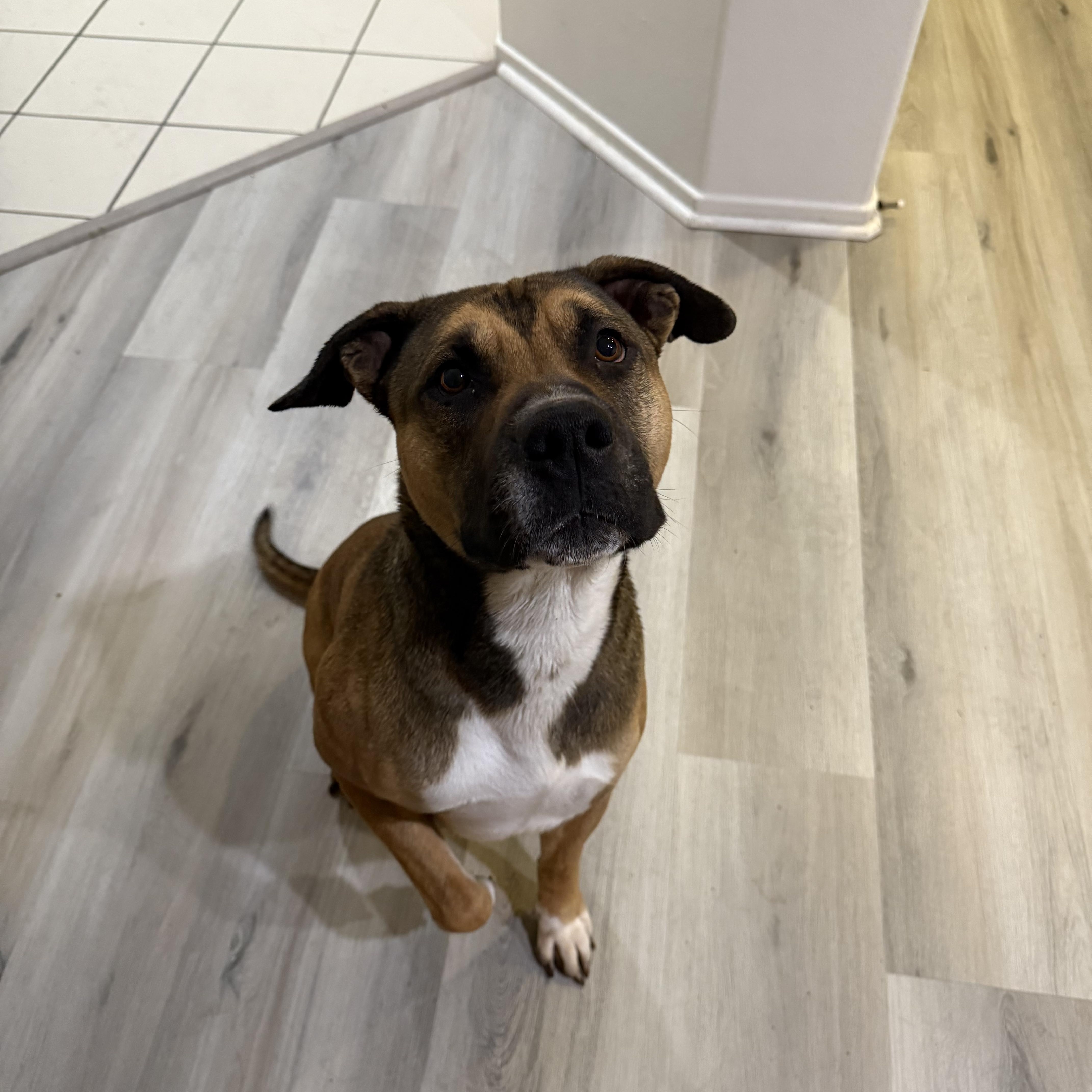 Spain, Adoptable, Adult Male Mixed Breed.