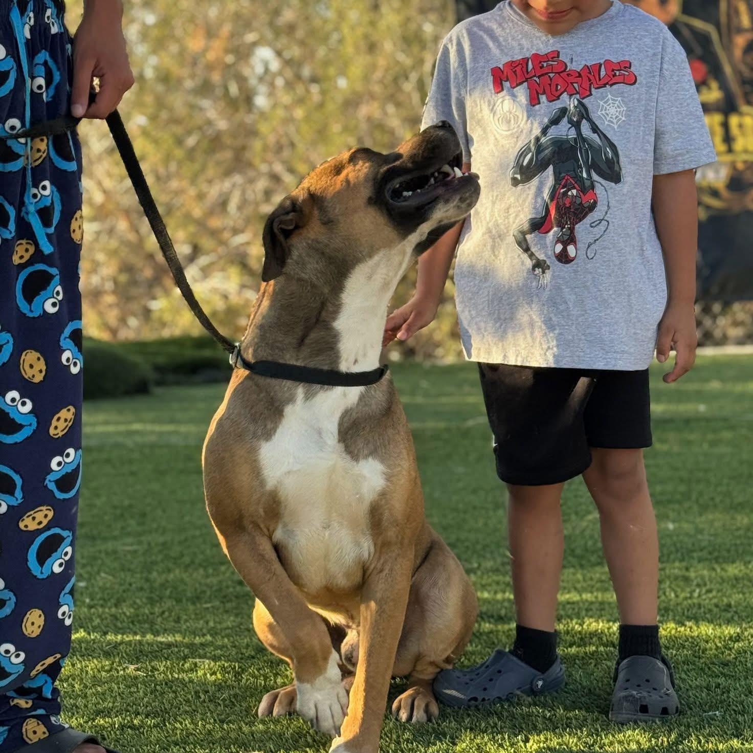 Enlarge Spain, a Adoptable Mixed Breed in Putnam, CT image 3/5