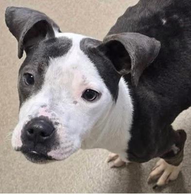 Neo, Adoptable, Adult Male Pit Bull Terrier.