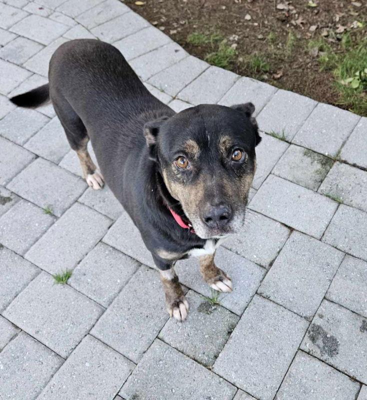 Jamie *Foster or Adopt *, Adoptable, Young Female Shepherd.