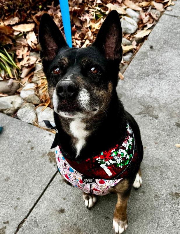 Jamie *Foster or Adopt *, a Adoptable Shepherd in Fairfax, VA image 2/3