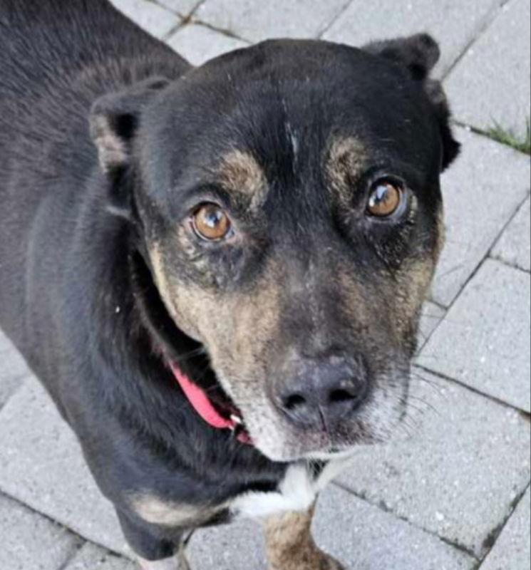 Jamie *Foster or Adopt *, a Adoptable Shepherd in Fairfax, VA image 3/3