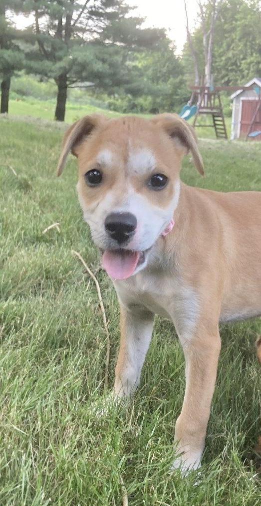 Peanut, Baby Female Border Terrier