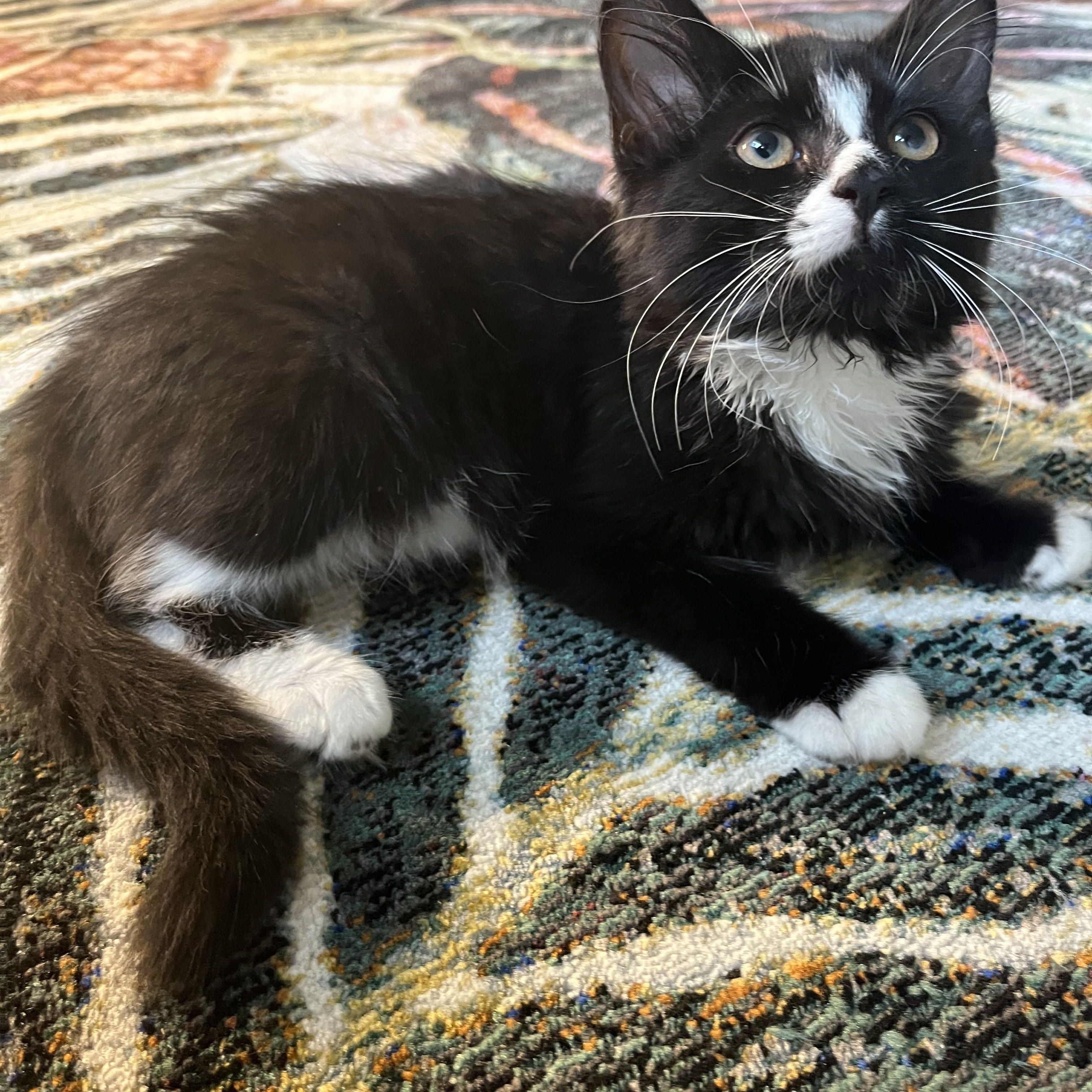 Enlarge Rollie, a ADOPTABLE Domestic Medium Hair in North Haven, CT image 1/1