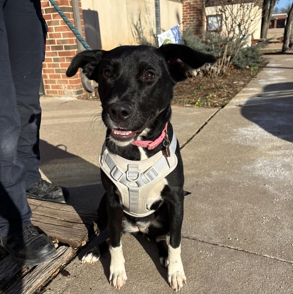 Gracie May, adopted, Young Female Labrador Retriever.