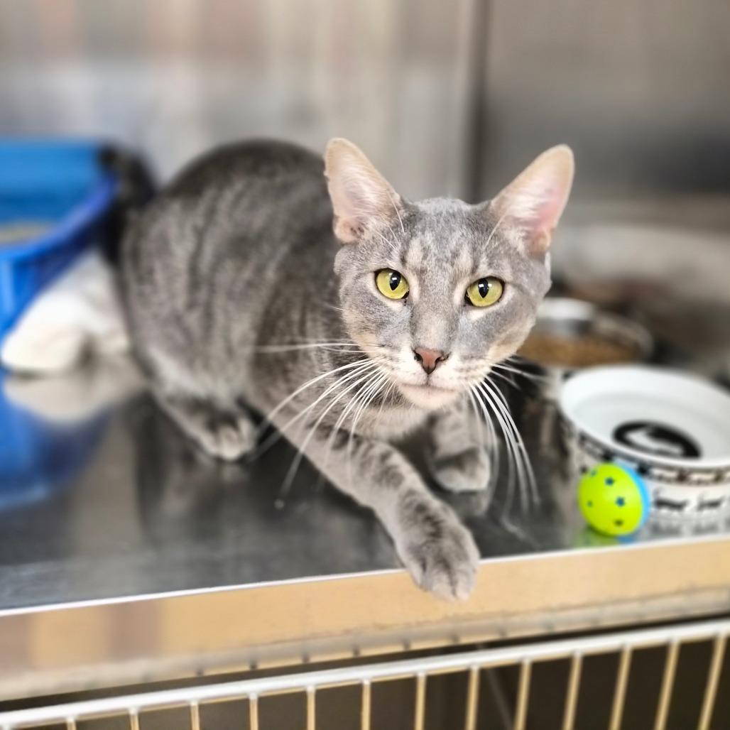 Todd, Adoptable, Young Male Domestic Short Hair.