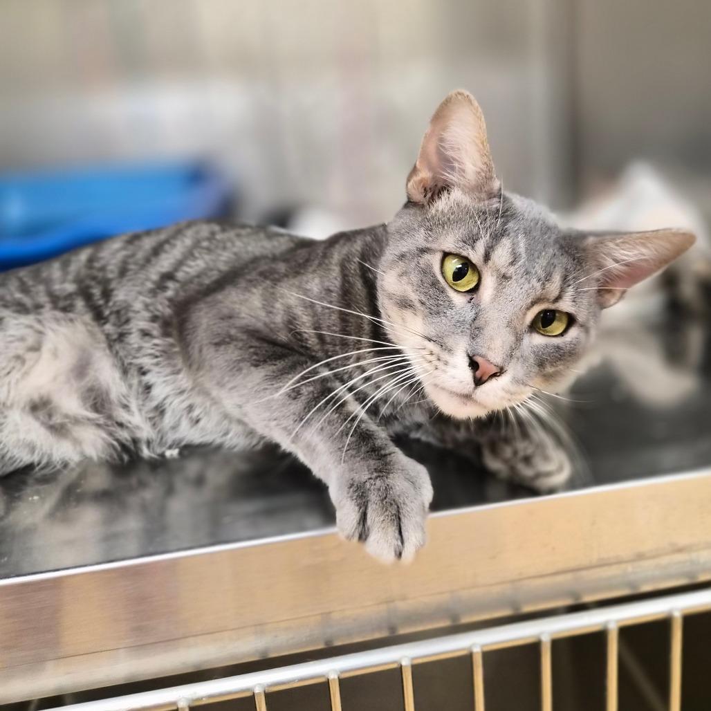 Enlarge Todd, a Adoptable Domestic Short Hair in Woodstock, IL image 2/4