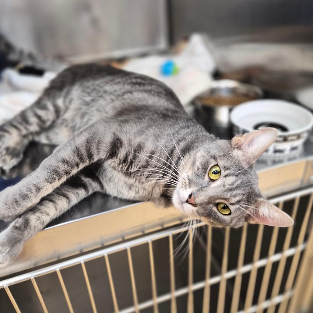 Enlarge Todd, a Adoptable Domestic Short Hair in Woodstock, IL image 3/4