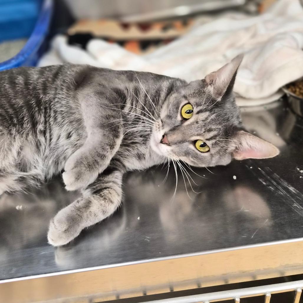 Enlarge Todd, a Adoptable Domestic Short Hair in Woodstock, IL image 4/4