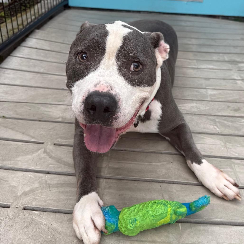 Arnold, Adoptable, Adult Male American Staffordshire Terrier & Mixed Breed.