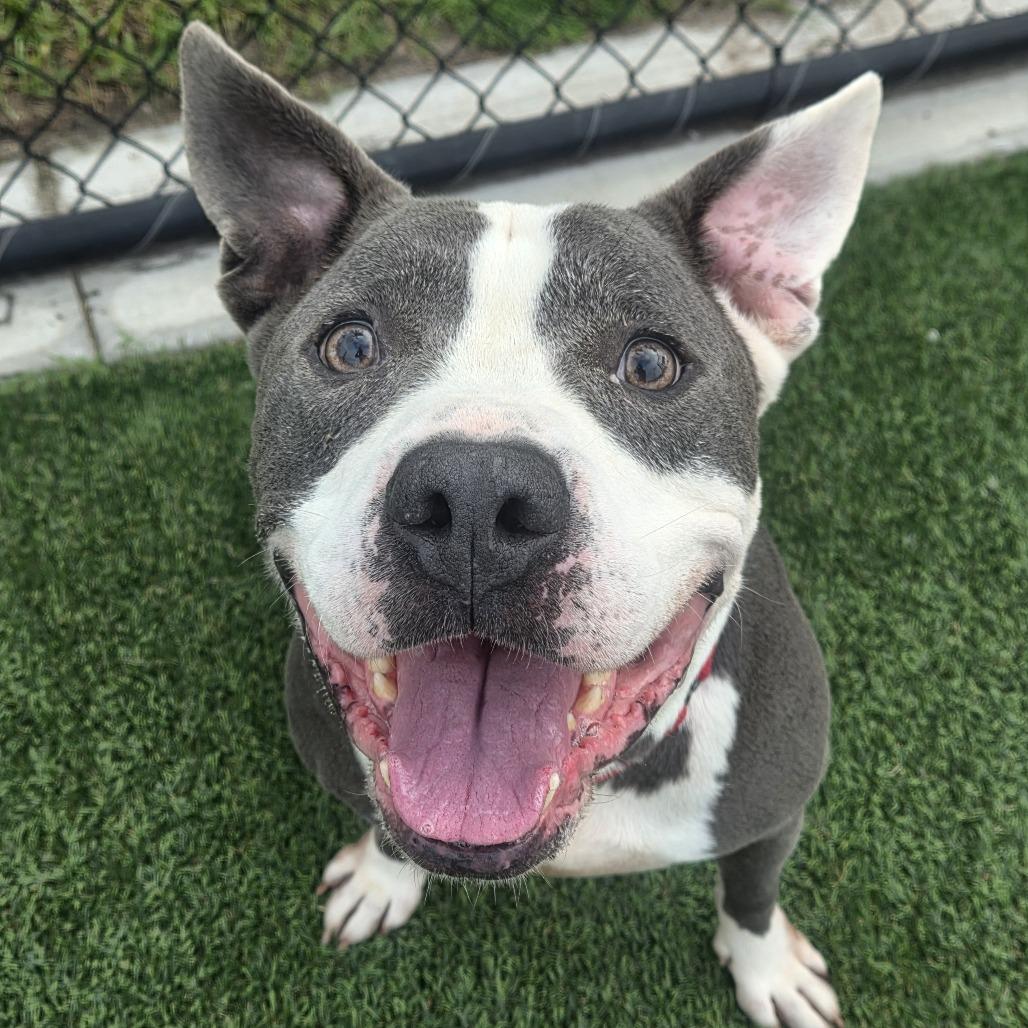 Enlarge Arnold, a Adoptable mixed breed in Bradenton, FL image 2/3