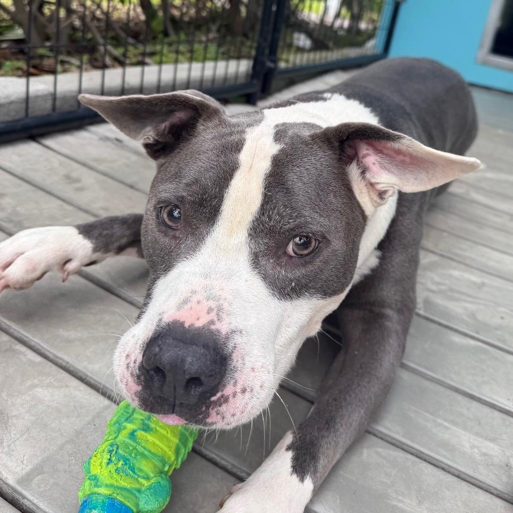Enlarge Arnold, a Adoptable mixed breed in Bradenton, FL image 3/3