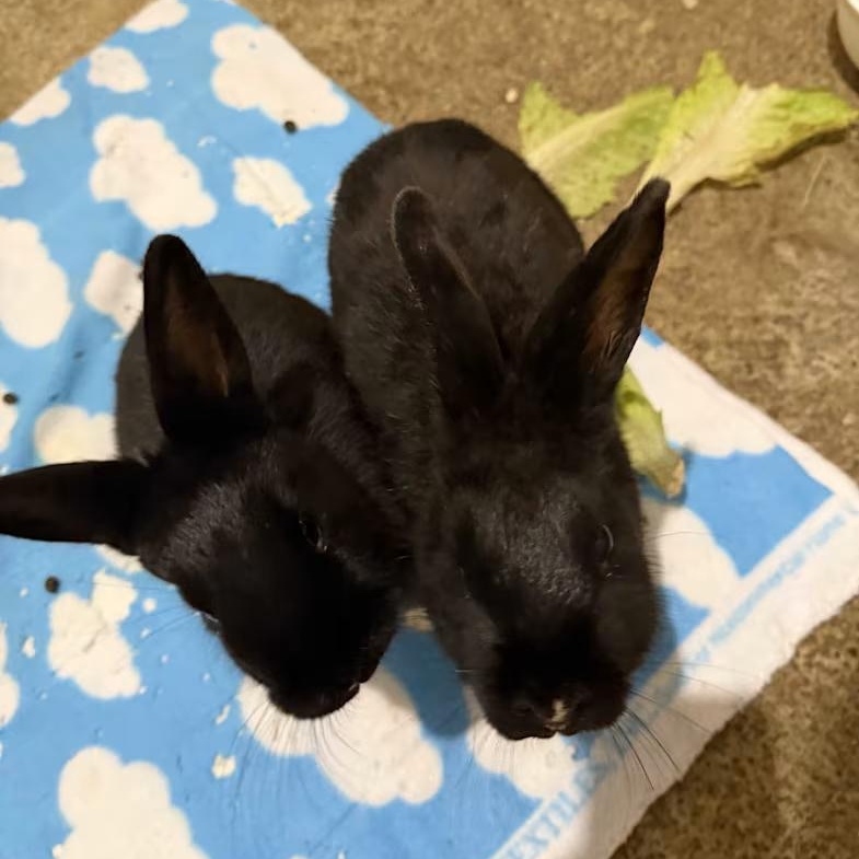 Enlarge HUNTER & RIO (PEN 1), an adopted Bunny Rabbit in LAS VEGAS, NV image 1/1