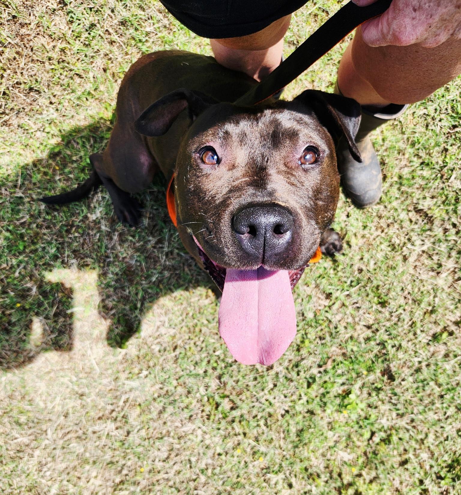 Enlarge Shadow, a Adoptable mixed breed in Denver, NC image 2/6