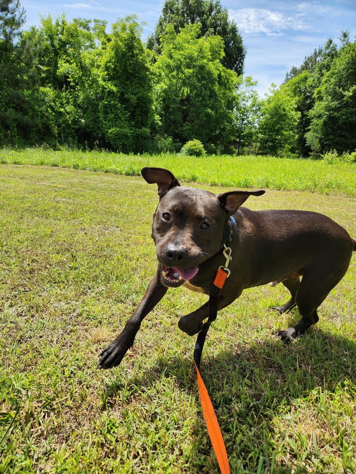 Enlarge Shadow, a Adoptable mixed breed in Denver, NC image 1/6