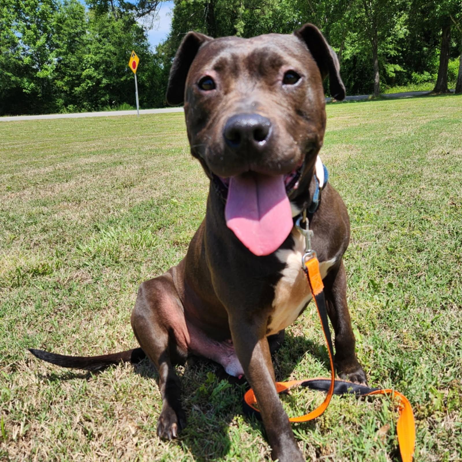 Enlarge Shadow, a Adoptable mixed breed in Denver, NC image 3/6