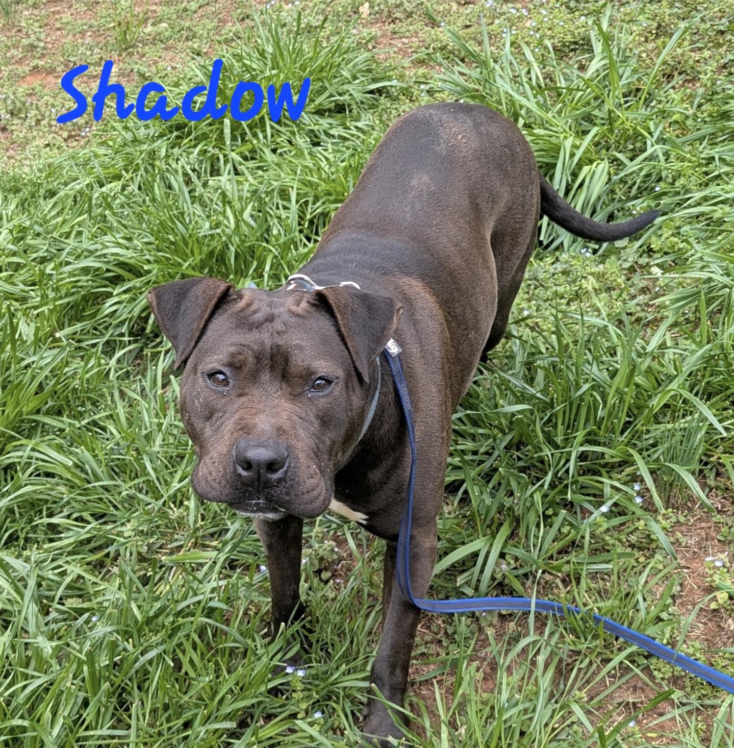 Enlarge Shadow, a Adoptable mixed breed in Denver, NC image 5/6