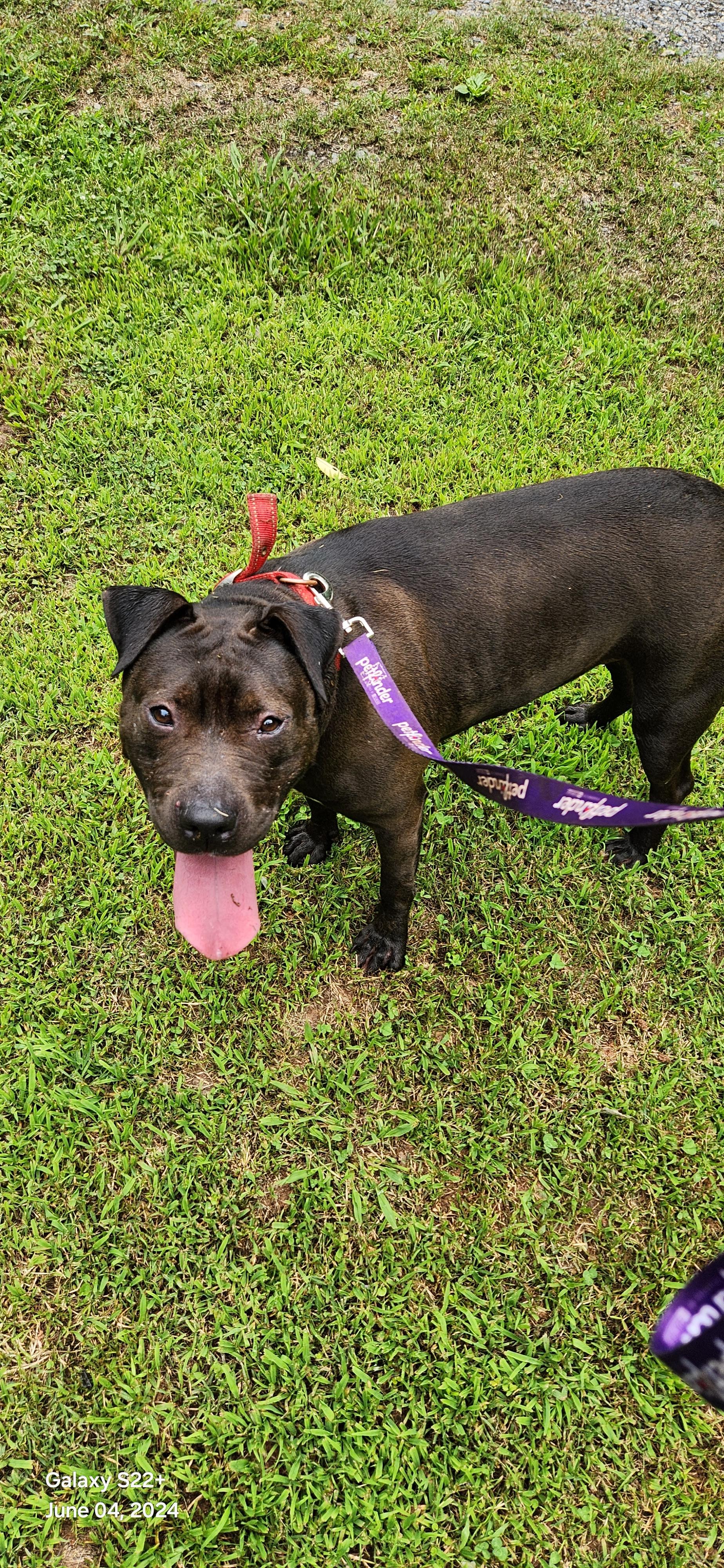 Enlarge Shadow, a Adoptable mixed breed in Denver, NC image 6/6