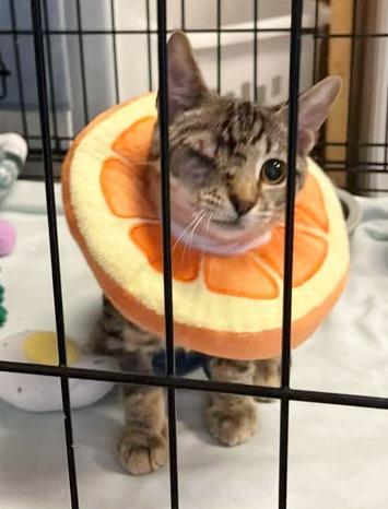 Enlarge Wink, a Adoptable Tabby in Ocean City, NJ image 1/3