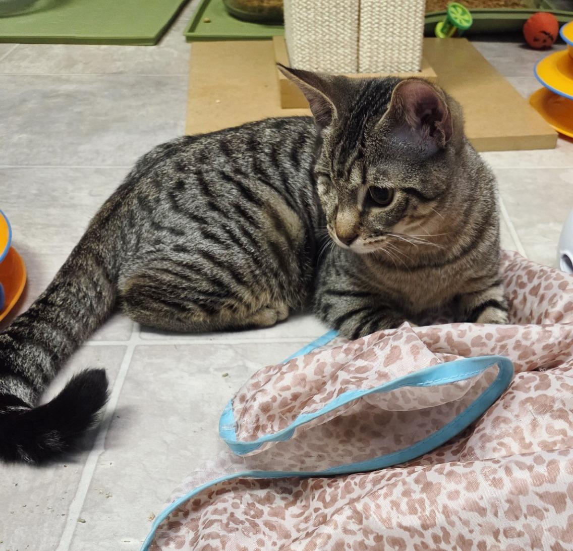 Enlarge Wink, a Adoptable Tabby in Ocean City, NJ image 2/3